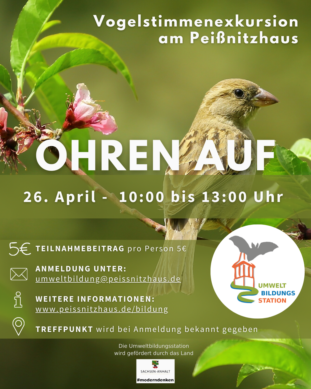 Vogelstimmen 042025